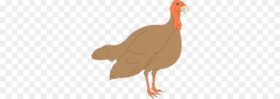 Turkey Animal, Bird, Fowl, Poultry Png Image