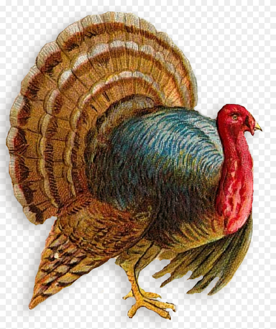 Turkey, Animal, Bird, Chicken, Fowl Free Transparent Png