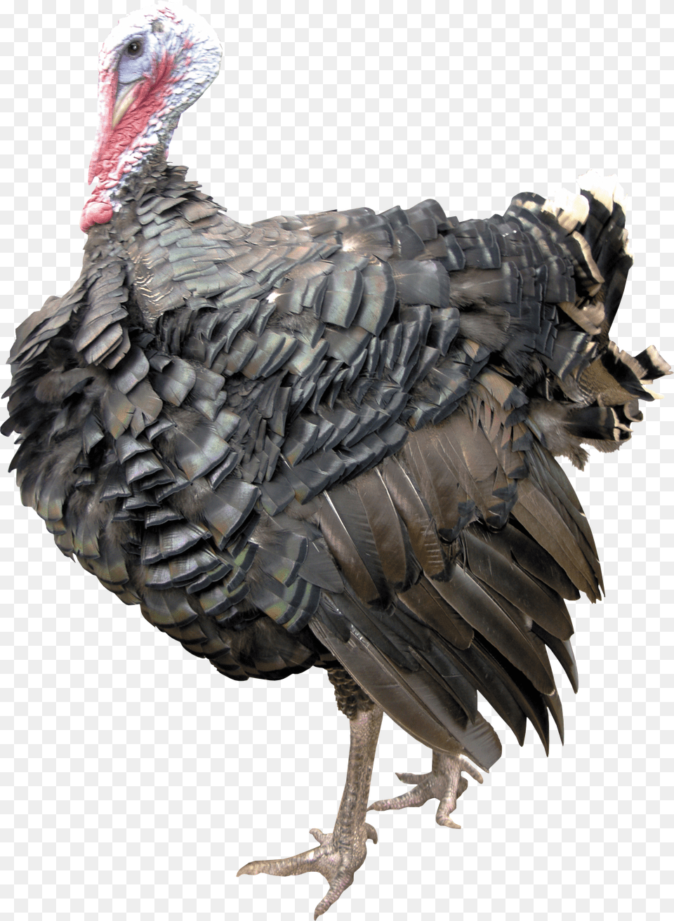 Turkey, Tin, Can, Spray Can, Bottle Free Png