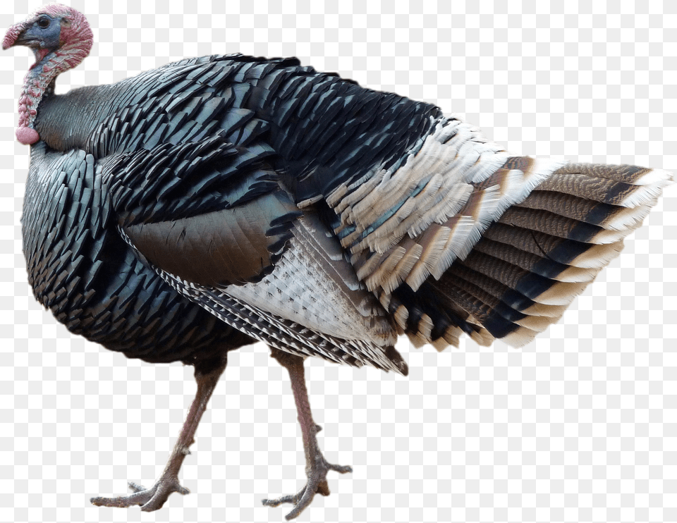 Turkey, Animal, Bird, Fowl, Poultry Png