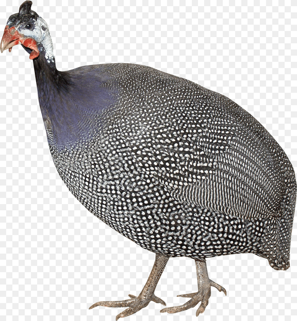 Turkey, Animal, Bird, Fowl, Poultry Png