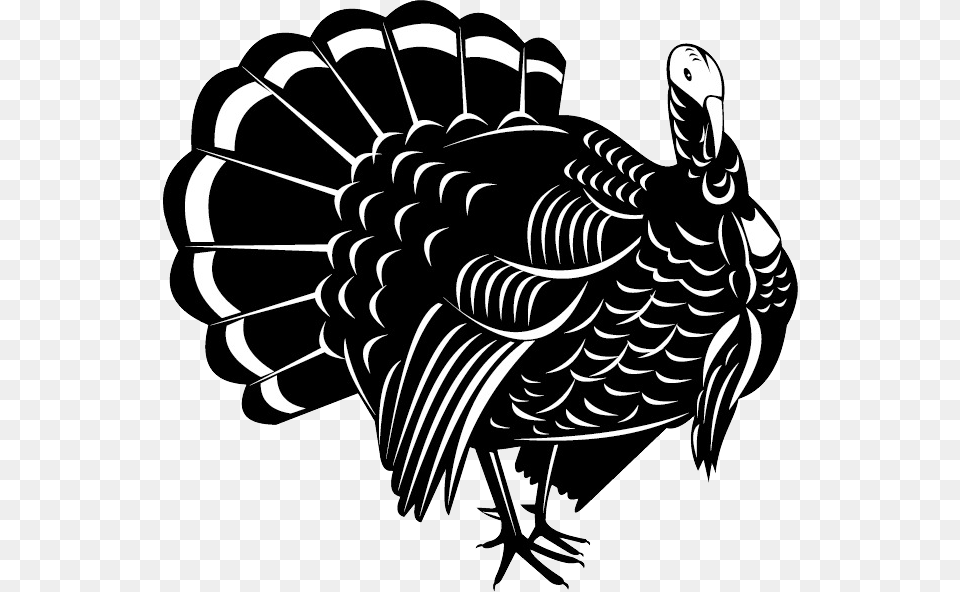 Turkey, Animal, Bird, Fowl, Poultry Free Png Download