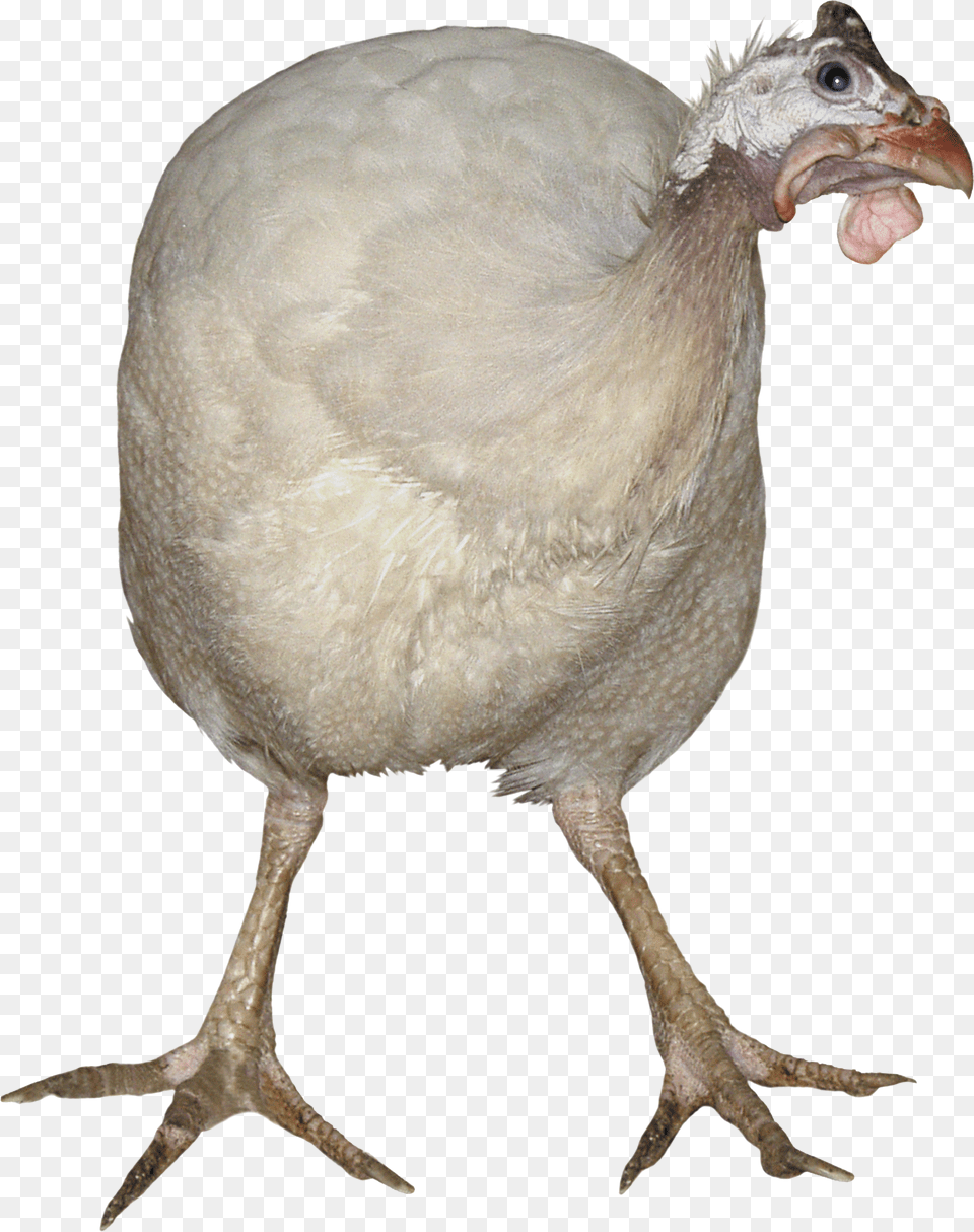 Turkey, Animal, Bird, Chicken, Fowl Png Image