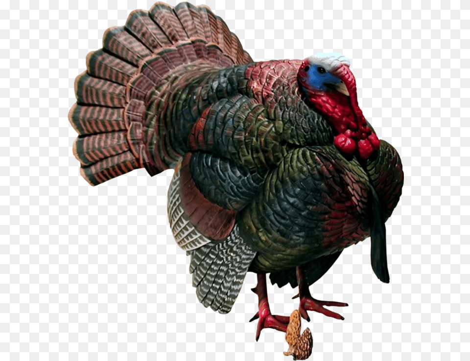 Turkey Background Bird Transparent Happy Thanksgiving Abraham Lincoln, Animal, Fowl, Poultry, Turkey Bird Png