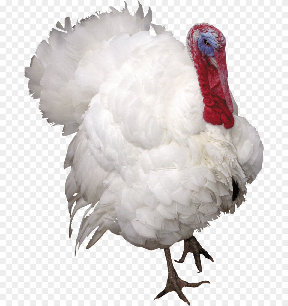Turkey Background Bird Turkey Background, Animal, Fowl, Poultry, Turkey Bird Free Transparent Png
