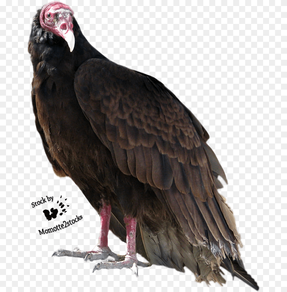 Turkey Bird High Turkey Vulture Transparent Background, Animal, Condor Free Png Download