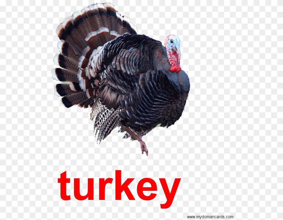 Turkey Bird Image Real Picture Of A Turkey, Animal, Fowl, Poultry, Turkey Bird Png