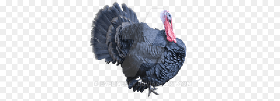 Turkey Bird Photo Images And Clipart Turkey Background, Animal, Fowl, Poultry, Turkey Bird Free Transparent Png