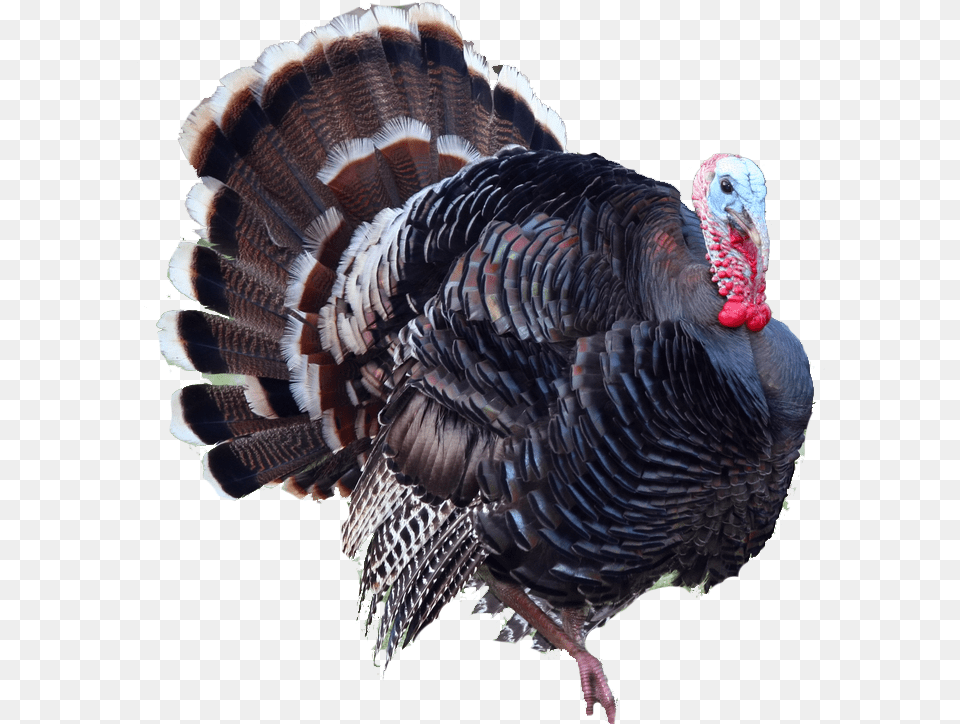Turkey Bird Turkey, Animal, Fowl, Poultry, Turkey Bird Free Transparent Png