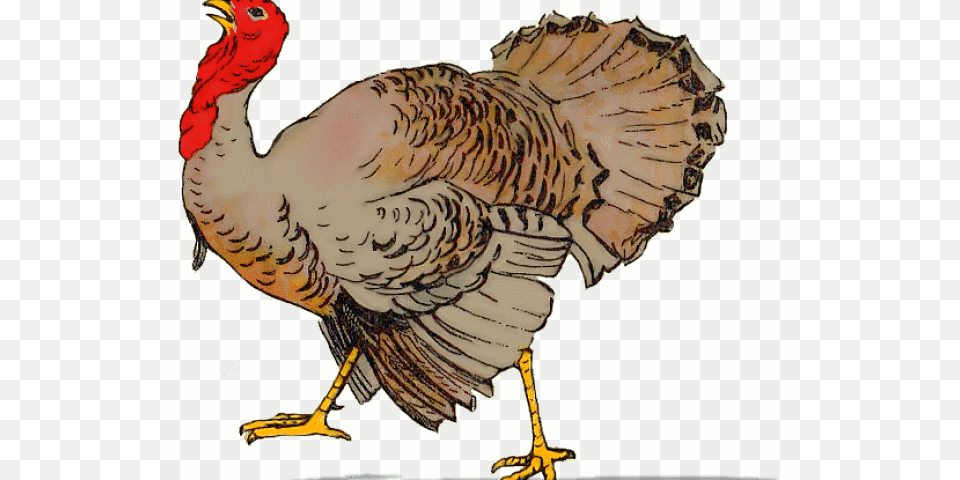 Turkey Cartoon Like Turkey Voting For Christmas, Animal, Bird, Fowl, Poultry Free Png
