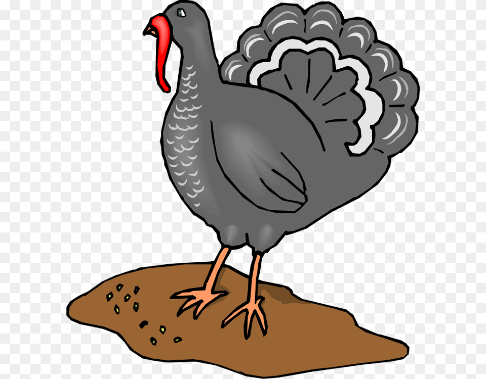 Turkey Clipart, Animal, Bird, Beak, Person Png