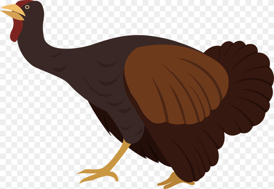 Turkey Clipart, Animal, Bird, Person Png Image
