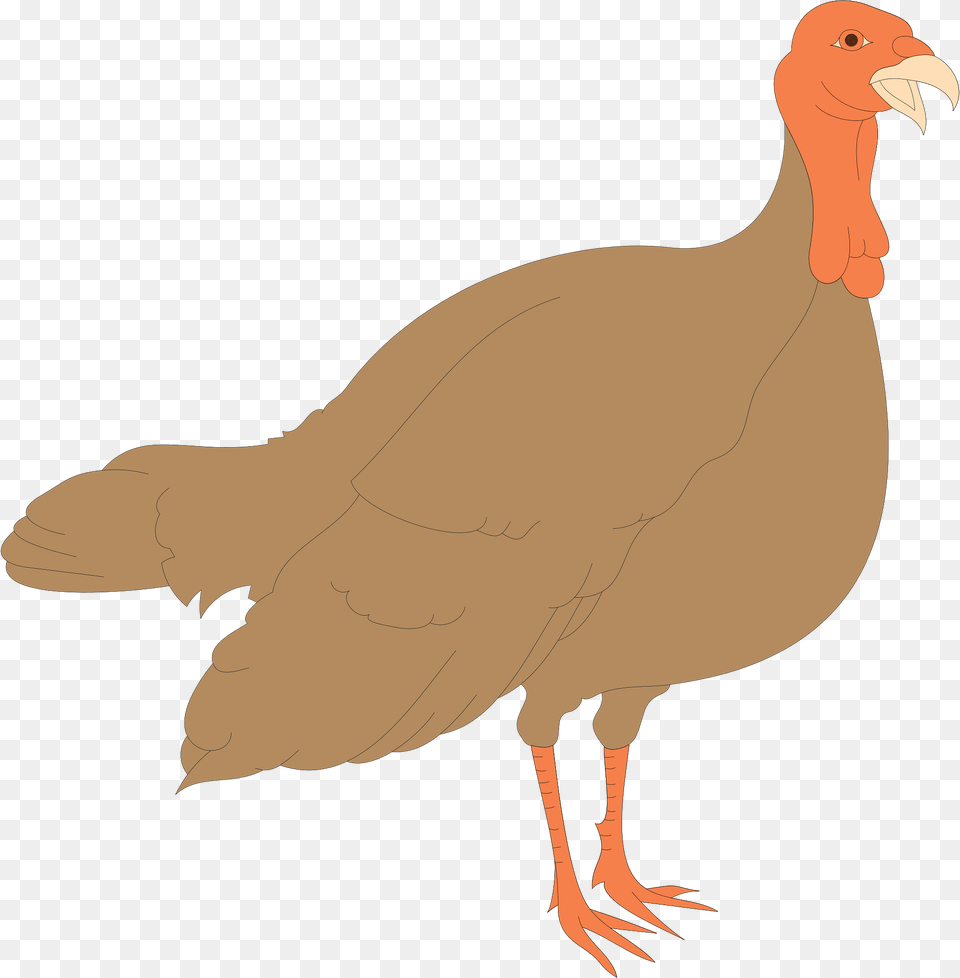 Turkey Clipart, Animal, Bird, Beak, Fowl Png Image