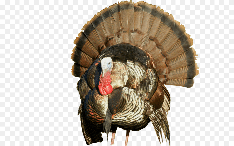 Turkey Hd, Animal, Bird, Fowl, Poultry Free Png