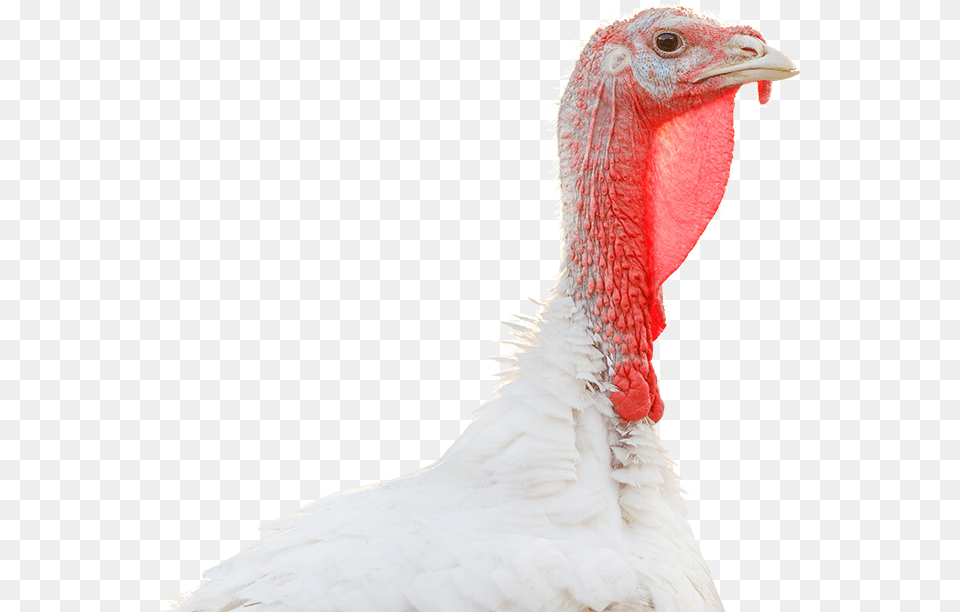 Turkey Head, Animal, Bird, Fowl, Poultry Png