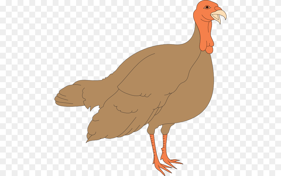 Turkey Hen Clipart, Animal, Bird, Fowl, Poultry Png Image