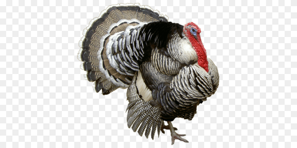 Turkey Image Collection To Turkey, Animal, Bird, Fowl, Poultry Png