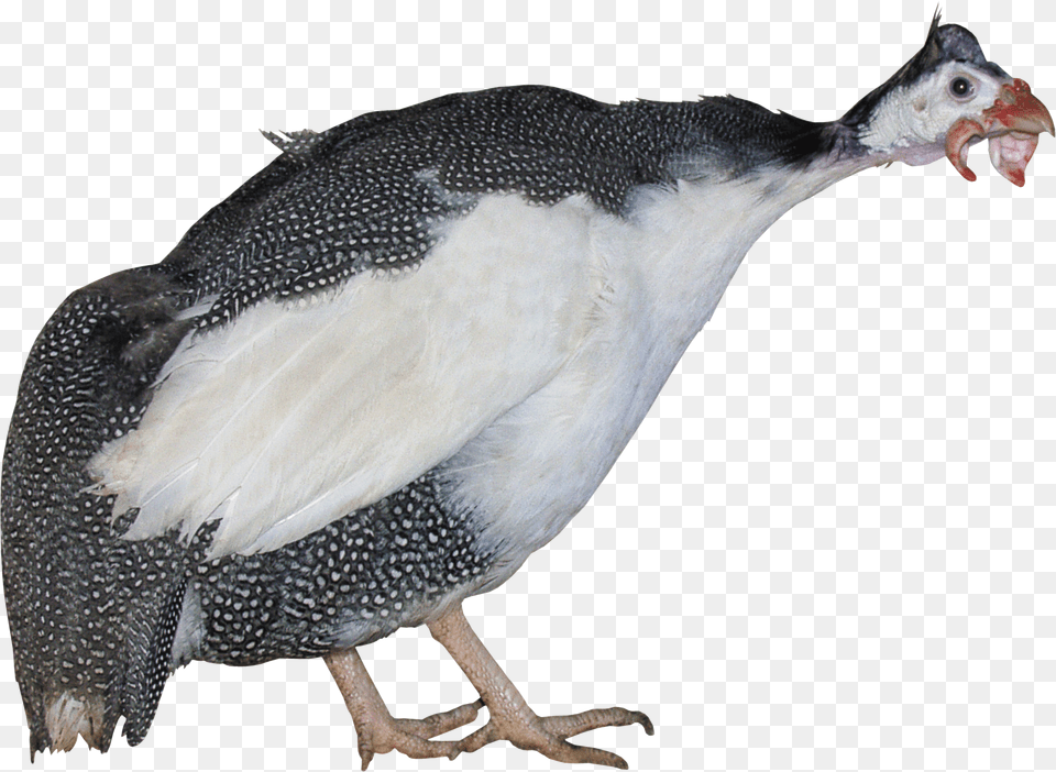 Turkey Download Penguin, Animal, Bird, Fowl, Poultry Png Image