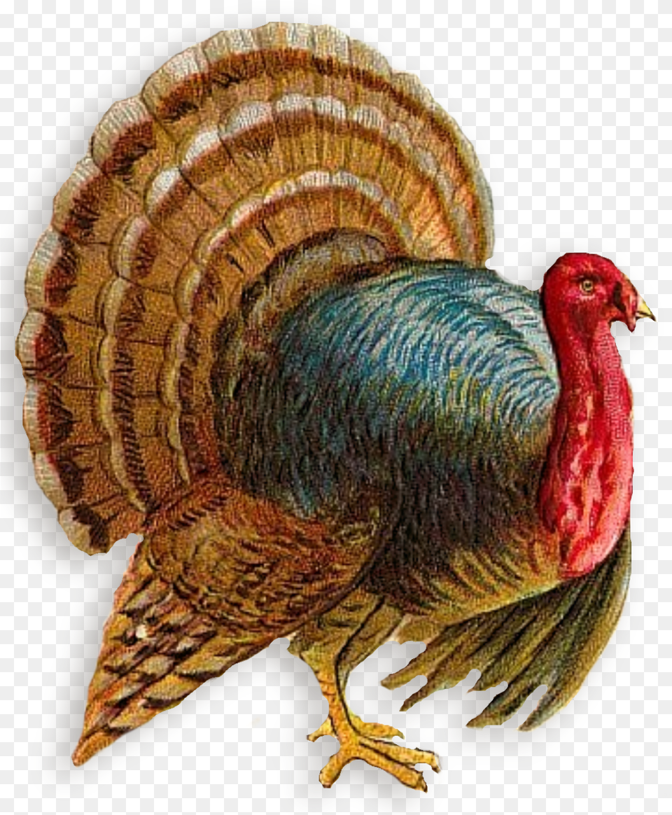 Turkey Images Transparent Clipart Transparent Turkey Clip Art, Animal, Bird, Fowl, Poultry Free Png