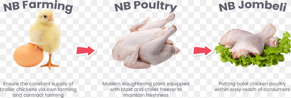 Turkey Meat, Animal, Bird, Chicken, Fowl Png Image