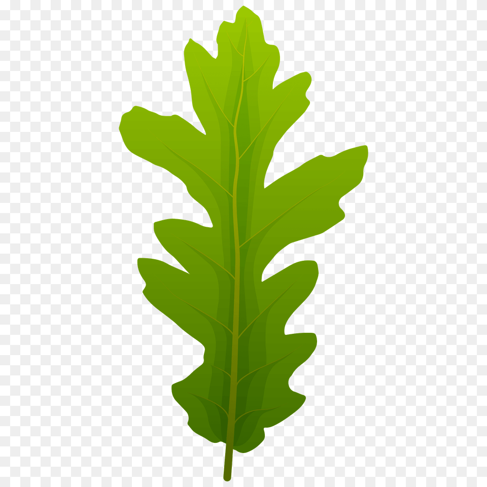 Turkey Oak Spring Leaf Clipart, Arugula, Food, Leafy Green Vegetable, Plant Free Transparent Png