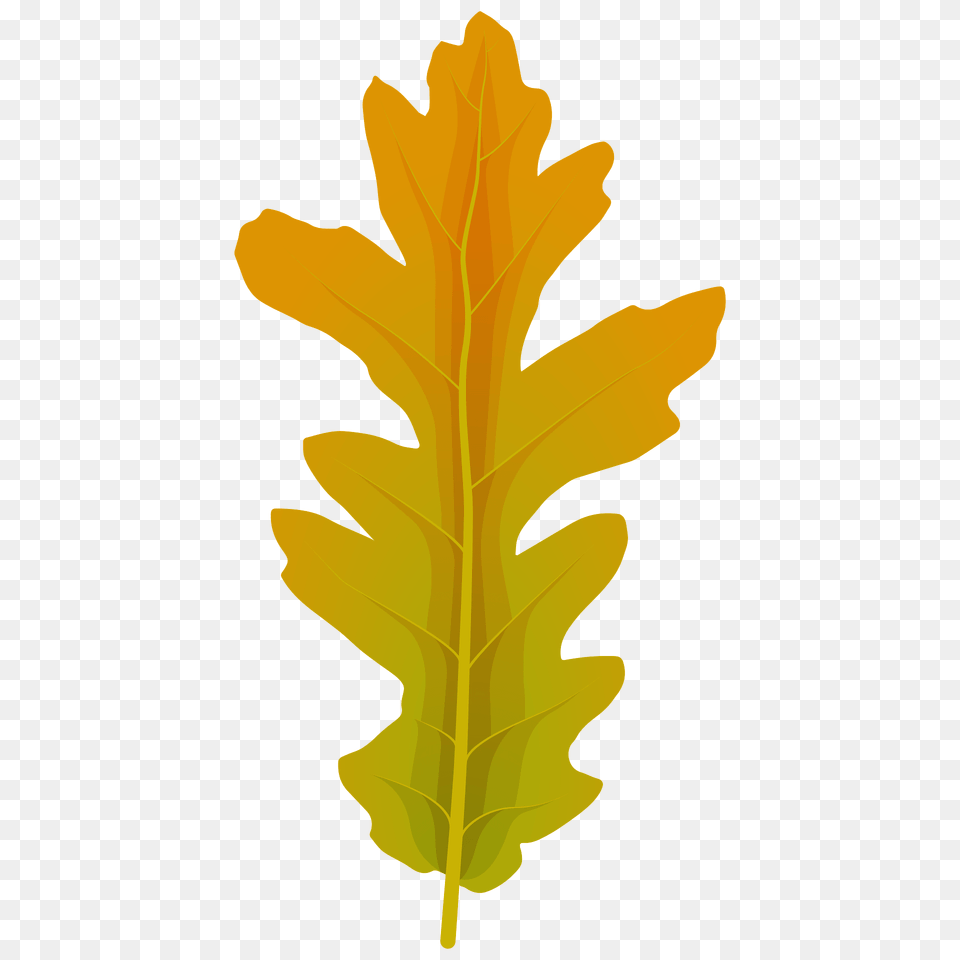 Turkey Oak Summer Leaf Clipart, Plant, Food, Produce Free Png