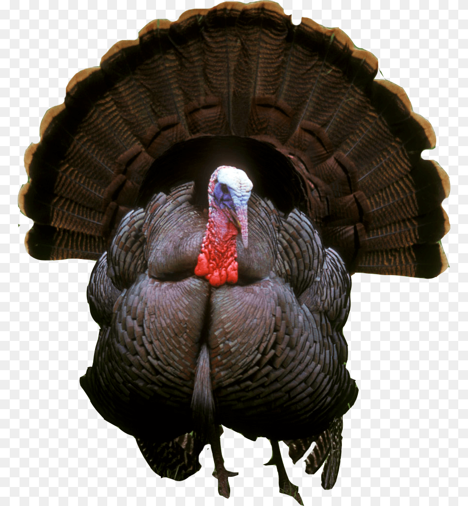 Turkey Photos Turkey, Animal, Bird, Fowl, Poultry Free Transparent Png