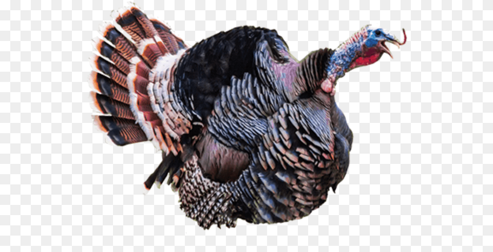 Turkey Sound, Animal, Bird, Fowl, Poultry Free Png Download