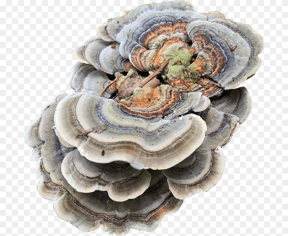 Turkey Tail Plug Spawn Turkey Tail Mushroom, Fungus, Plant, Agaric Free Png Download