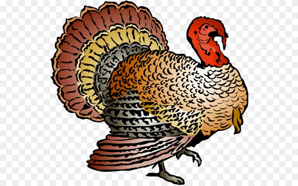 Turkey Thanksgiving Clipart, Animal, Bird, Fowl, Poultry Png Image
