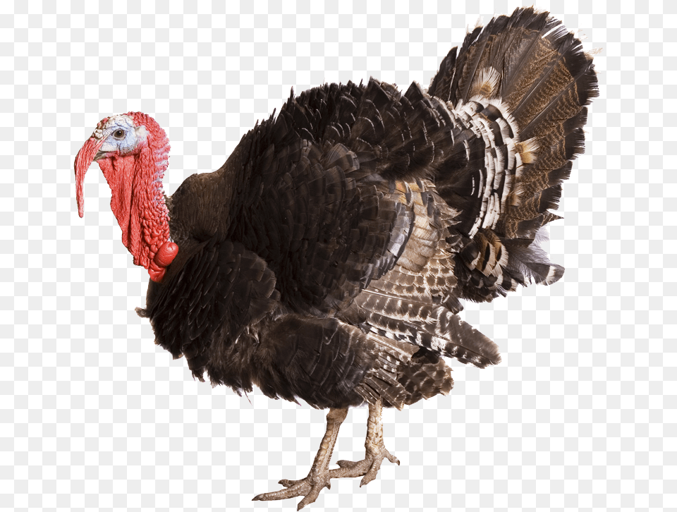 Turkey Transparent Background, Animal, Bird, Fowl, Poultry Png