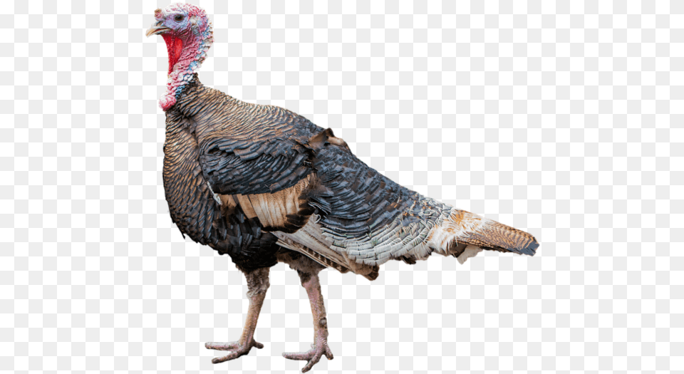 Turkey Background Image Pavo, Animal, Bird, Fowl, Poultry Free Transparent Png