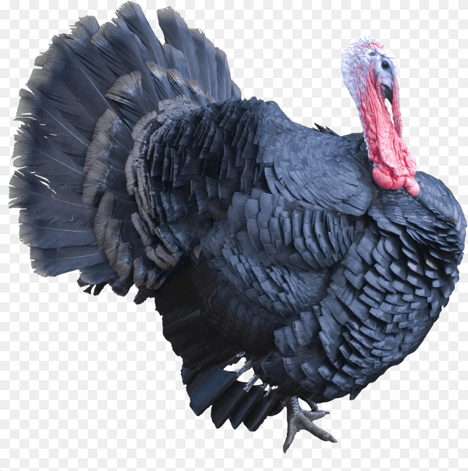Turkey Transparent Pictures Turkey, Animal, Bird, Fowl, Poultry Free Png Download
