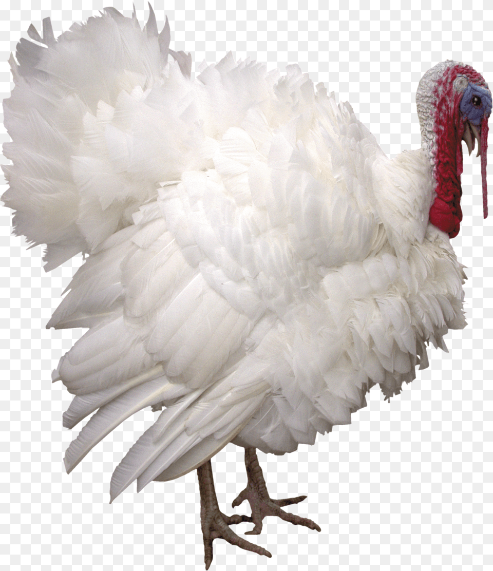 Turkey Turkey On White Background, Animal, Bird, Fowl, Poultry Free Png