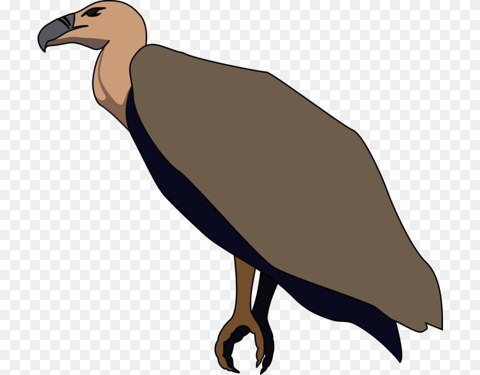 Turkey Vulture Beaky Buzzard Bird Of Prey, Animal, Beak, Condor, Person Free Transparent Png