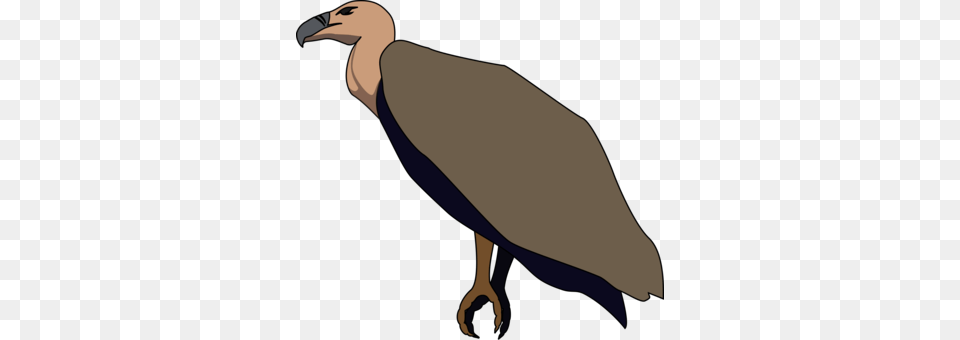 Turkey Vulture Bird California Condor, Animal, Beak Free Png Download