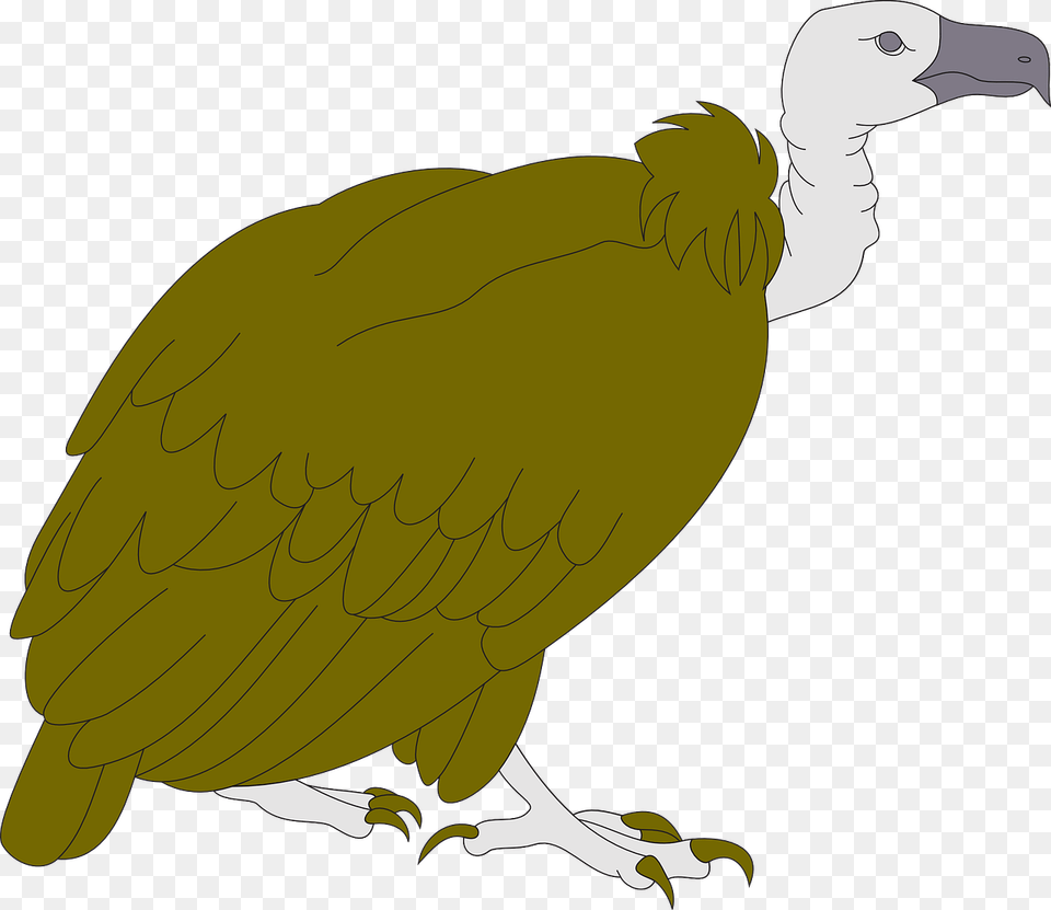 Turkey Vulture Clipart, Animal, Bird, Condor Png Image