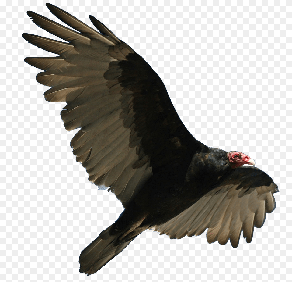 Turkey Vulture Flying, Animal, Bird, Buzzard, Hawk Free Png Download