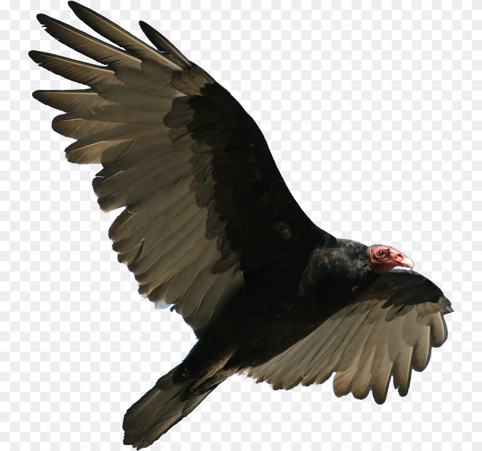 Turkey Vulture Flying Turkey Vulture, Animal, Bird, Condor Free Transparent Png