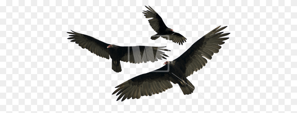 Turkey Vulture Isolated, Animal, Bird, Flying, Condor Png