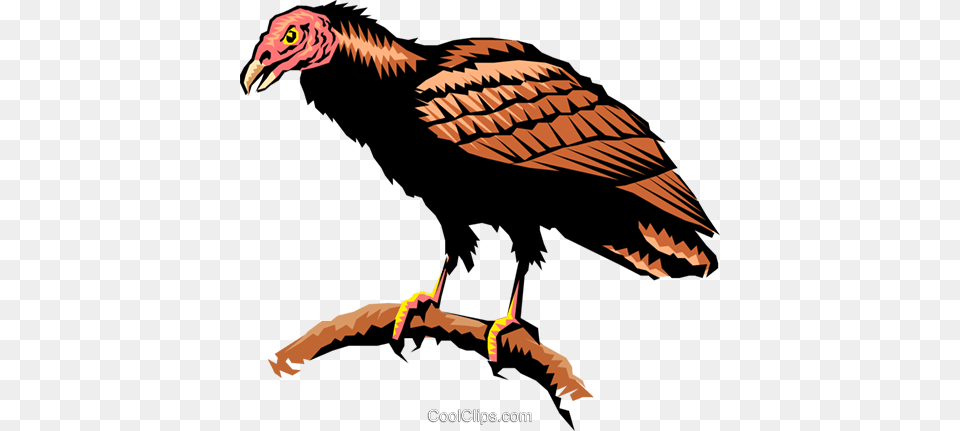 Turkey Vulture Royalty Vector Clip Art Illustration, Animal, Bird, Condor, Dinosaur Png