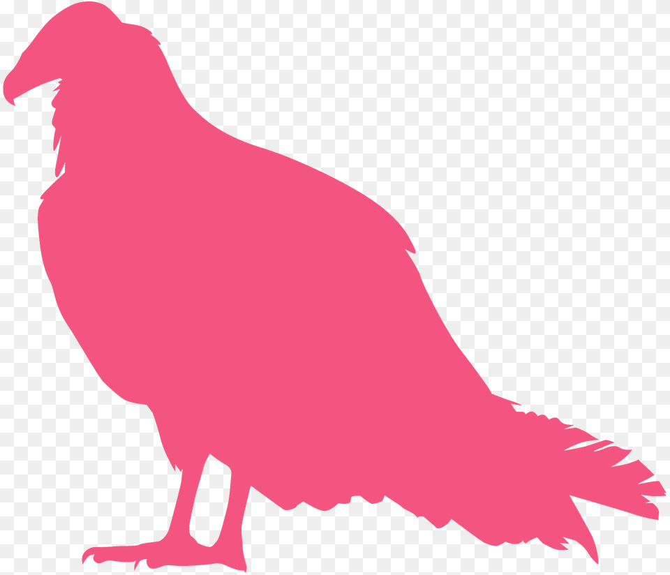 Turkey Vulture Silhouette, Animal, Bird, Condor, Fish Png Image
