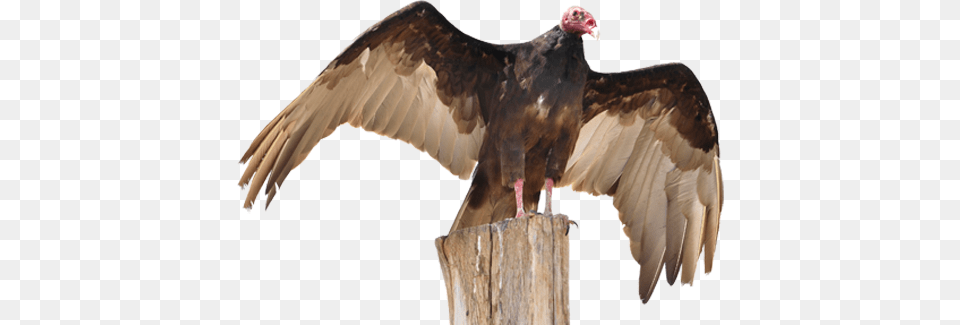 Turkey Vulture Vulture Decoy, Animal, Bird, Buzzard, Hawk Free Png Download