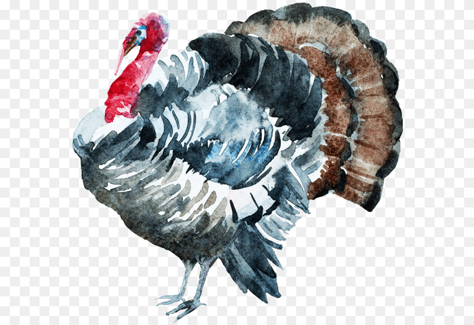 Turkey Watercolor, Animal, Bird, Fowl, Poultry Free Png