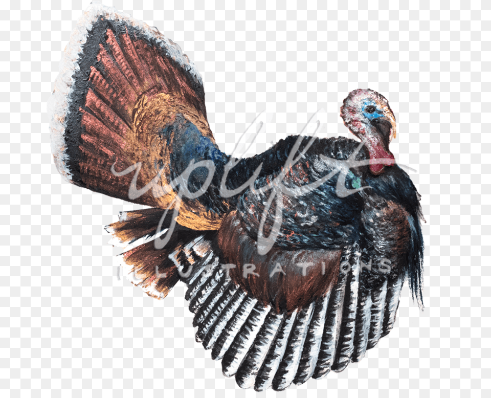 Turkey Wild Turkey, Animal, Bird, Fowl, Poultry Free Png