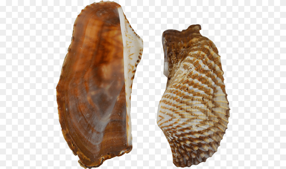Turkey Wing Shells Seashells 2 2 Shell, Animal, Seafood, Sea Life, Invertebrate Png Image