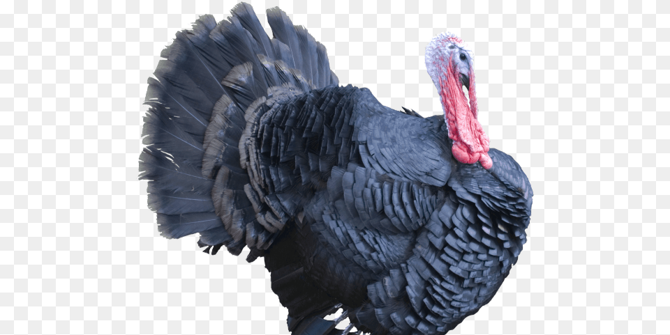 Turkeys, Animal, Bird, Fowl, Poultry Png Image