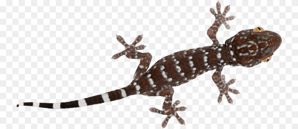 Turkish Gecko Turkish Gecko, Animal, Lizard, Reptile Free Transparent Png