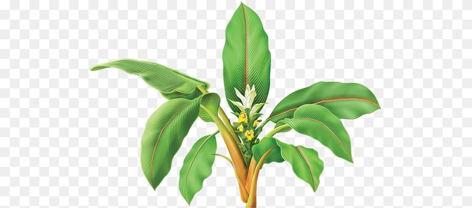 Turmeric Plant, Flower, Green, Leaf, Flower Arrangement Png Image