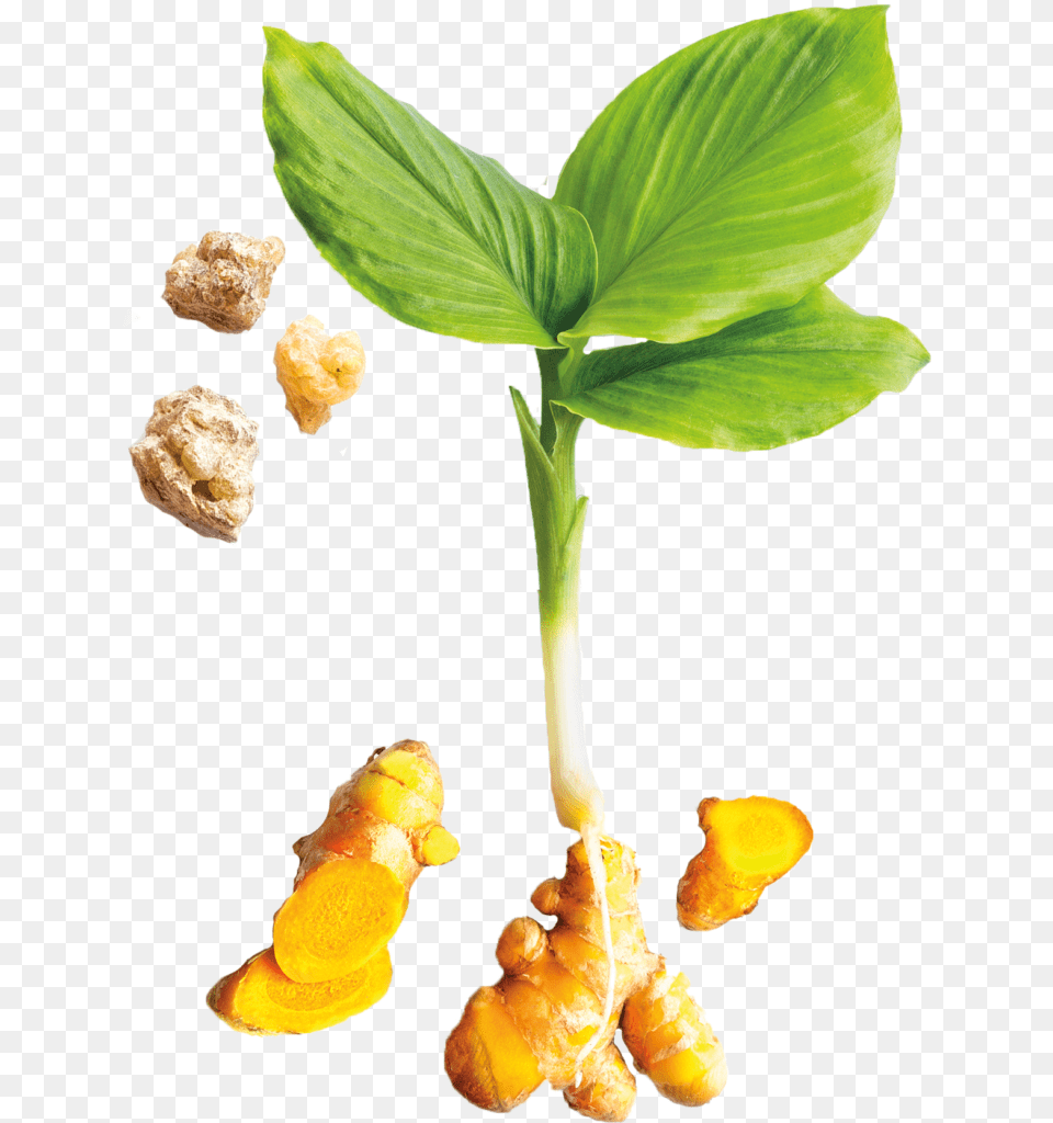Turmeric Plant Leaf, Food, Ginger, Spice Png Image